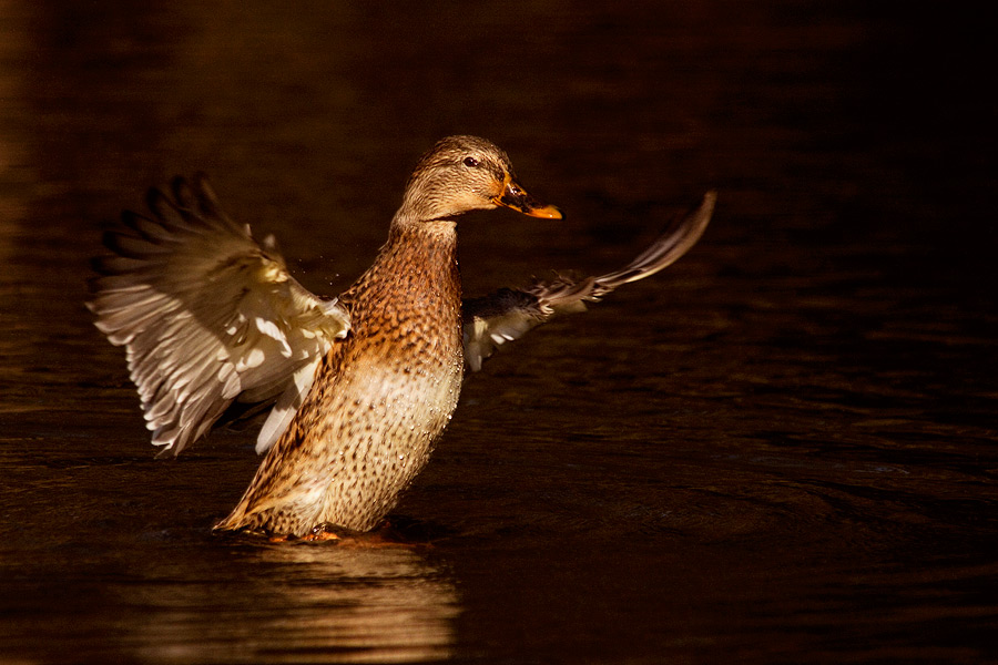  Fotografie Na startu, Průhonický park