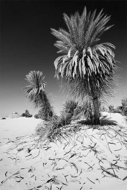  Fotografie Palmy v poušti, Egypt