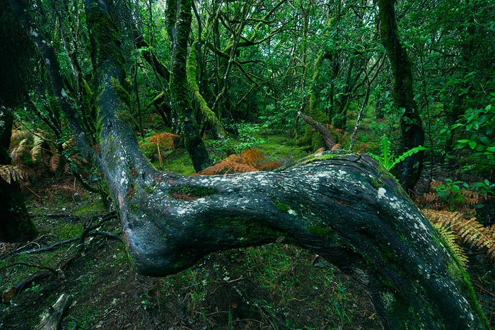  Fotografie Mlžný prales na La Gomeře, Kanárské ostrovy - Vavřínový les (Laurisilva) v národním parku Garajonay na ostrově La Gomera. Laurisilva jsou stále vlhké lesy, kde se valmi často, i několik hodin denně vyskytují mlhy.