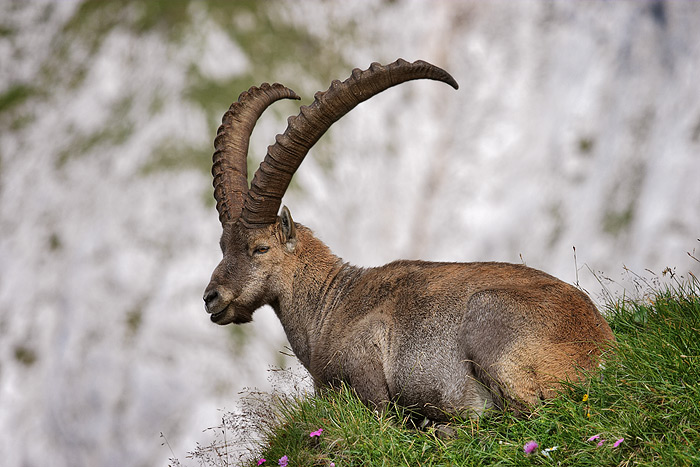  Fotografie Kozorožec horský, Rakouské Alpy - Kozorožec horský z oblasti Hochschwab v rakouských Alpách.