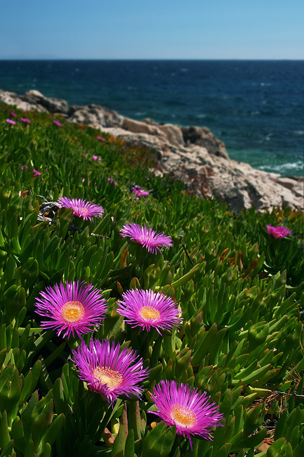  Fotografie Chorvatsko, Ostrov Hvar - květiny na jižním pobřeží ostrova Hvar v Jaderském moři.