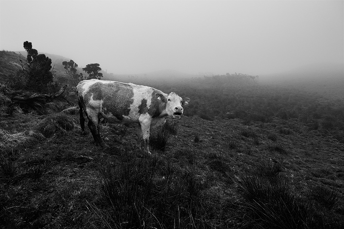  Fotografie Sama, Azorské ostrovy (Azory) - Pastviny ve vnitrozemí ostrova Pico.