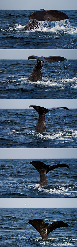  Fotografie Potápění velryby u ostrova Pico - Portugalsko, Azorské ostrovy (Azory).