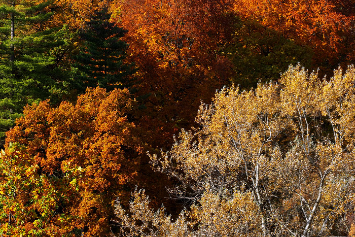  Fotografie Barvy podzimu, Průhonický park - Podzim s nádherně zbarvenými stromy v Průhonickém parku.