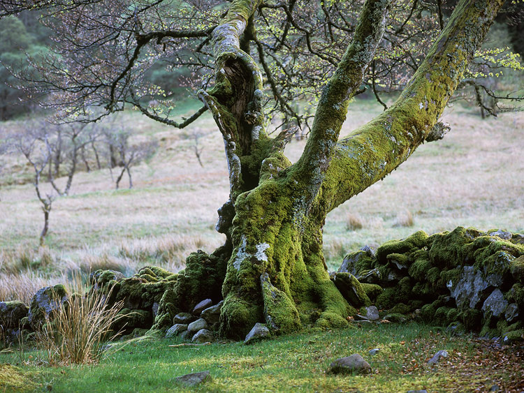  Fotografie Starý strom, Skotsko