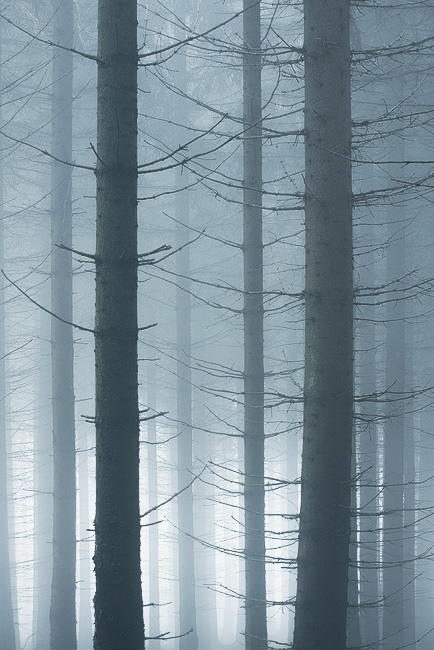  Fotografie Smrkový les