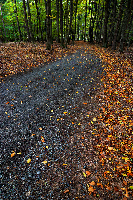 Fotografie Podzim - Podzimní cesta u Vyžlovky.