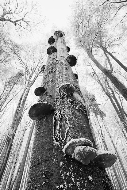 Fotografie Zimní krajina - Strom porostlý choroši z novoročního výletu na Studenec v Lužických horách.