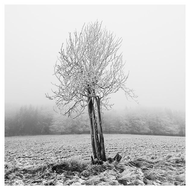  Fotografie Zima, Lužické hory - Nový rok pod kopcem Studenec v Lužických horách.