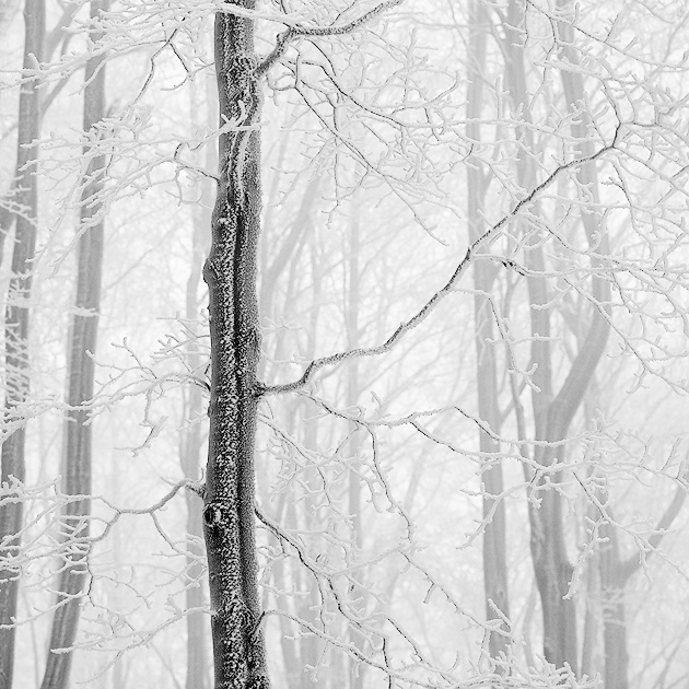  Fotografie Námraza - Námraza na stromech v Lužických horách.