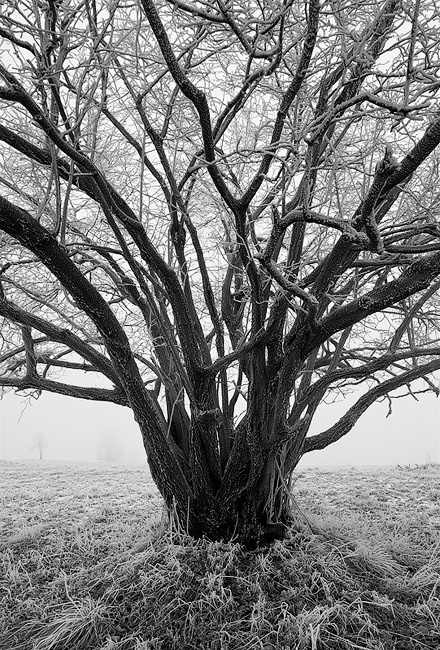  Fotografie Zimní čas - Strom s námrazou v zimním čase.