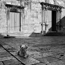 fotografie Chorvatsko, Hlídač