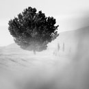 fotografie Strom, Toskánsko