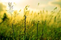 fotografie Jarní, Praha - Hostivař