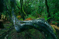 fotografie Mlžný prales na La Gomeře, Kanárské ostrovy