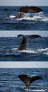 fotografie Potápění velryby u ostrova Pico - Portugalsko, Azorské ostrovy (Azory). 