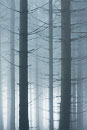fotografie Smrkový les