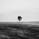 fotografie Samotář - Osamocený strom v Turčianské kotlině. 