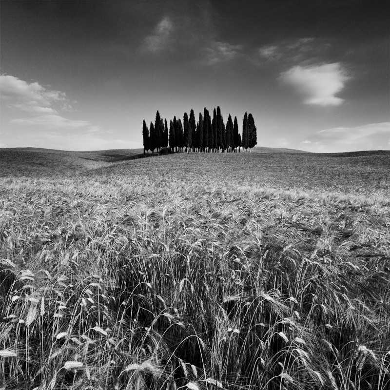  Fotografie Stromy v poli