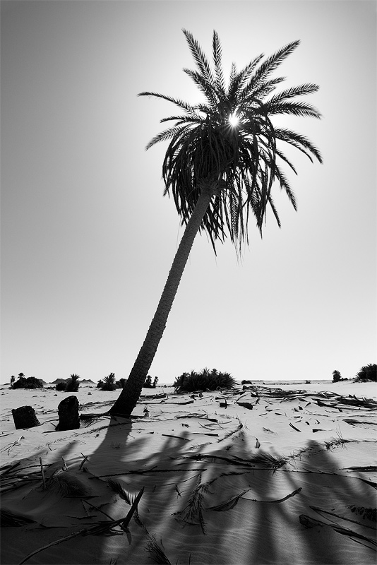  Fotografie Palma v poušti, Egypt