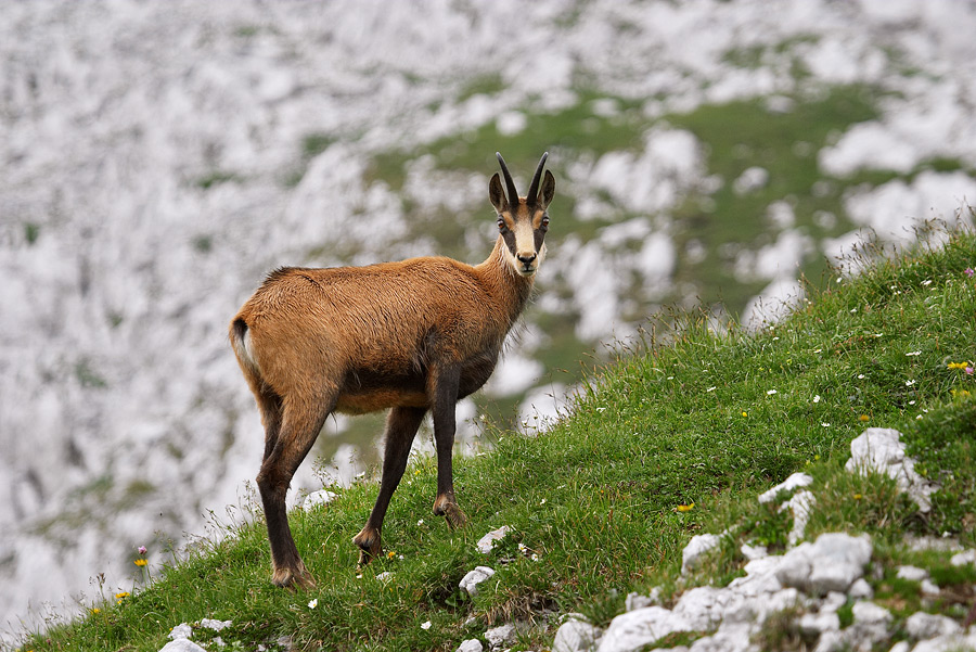  Fotografie Kamzík horský, Rakouské Alpy
