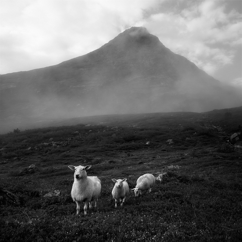  Fotografie Ovce, Norsko