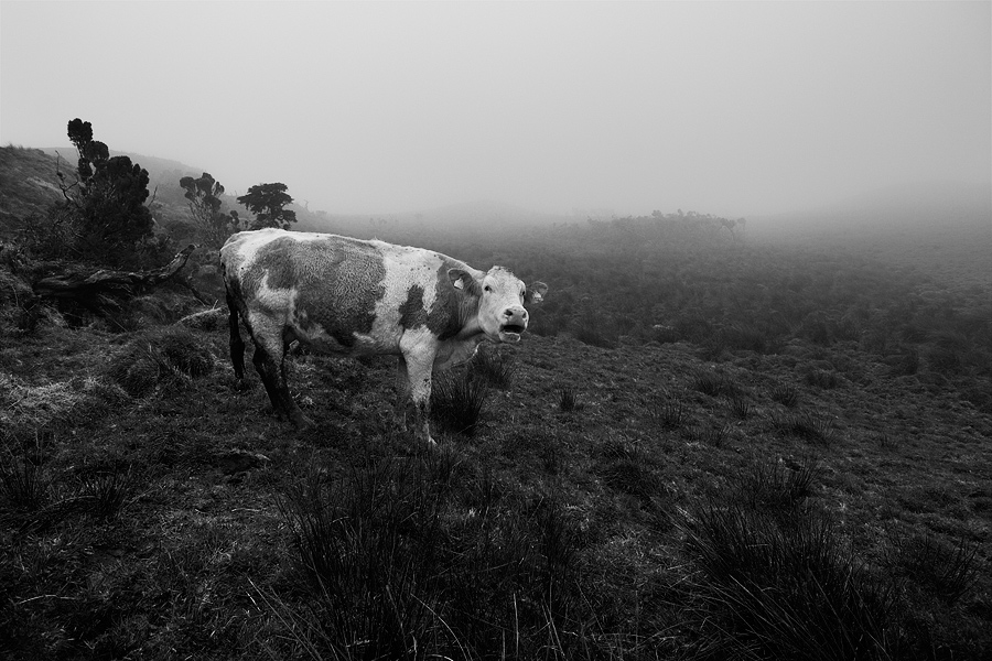  Fotografie Sama, Azorské ostrovy