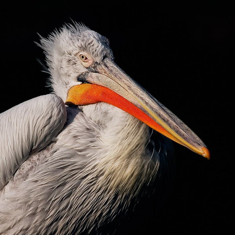  Fotografie Pelikán kadeřavý (Pelecanus crispus)