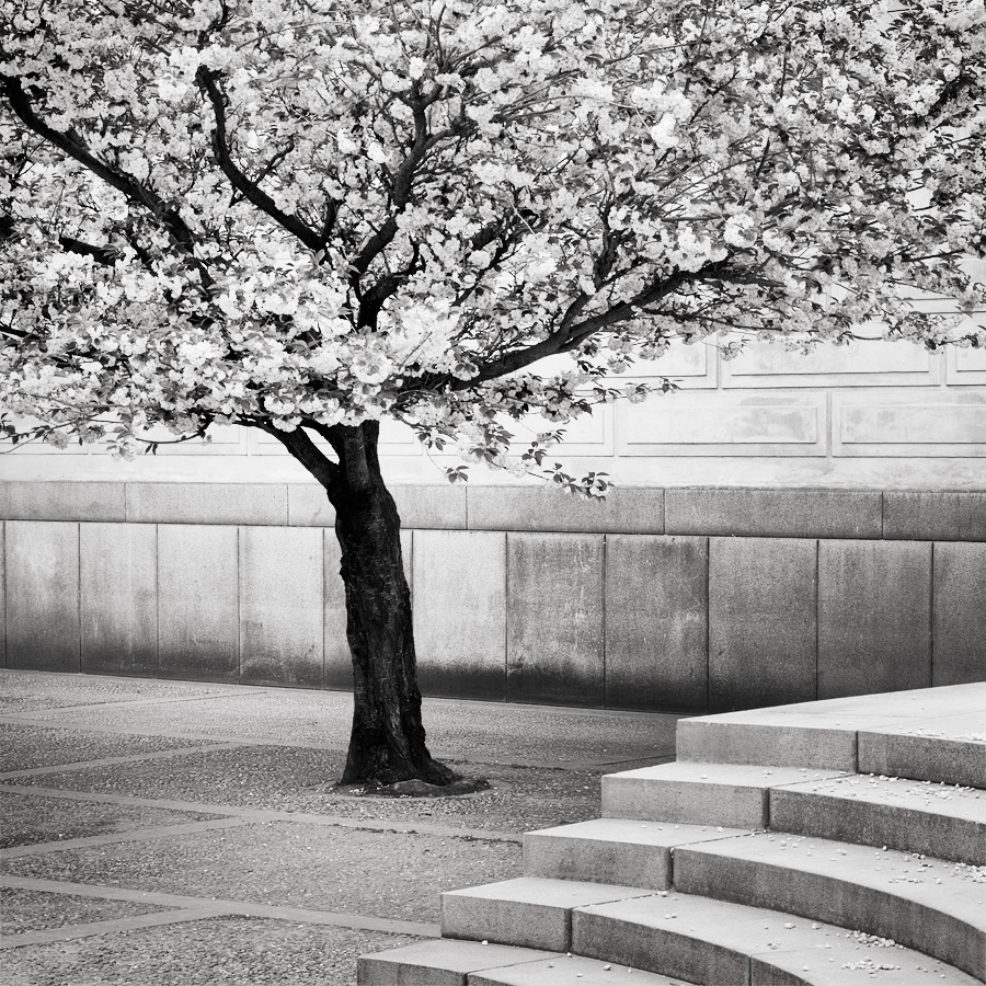  Fotografie Strom na Pražském hradě