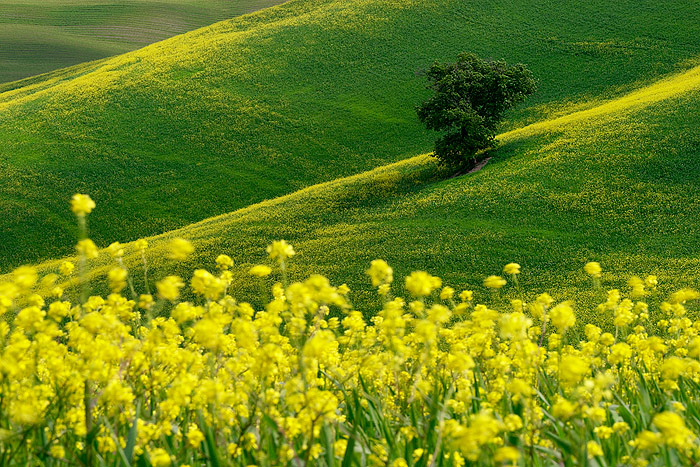  Fotografie Strom na louce, Toskánsko - Svěží jarní Toskánská louka a řepkové pole.