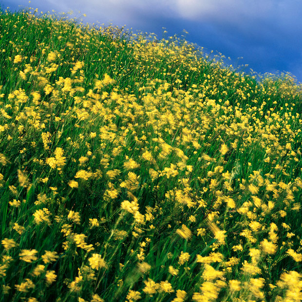  Fotografie Jaro - Toskánská jarní louka.