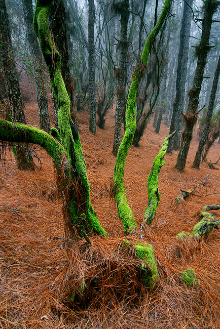  Fotografie Podzimní barvy, Kanárské ostrovy - Mlžný prales u tábořiště El Pilar na ostrově La Palma, jednom z Kanárských ostrovů.