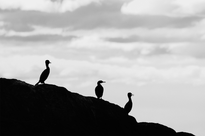  Fotografie Kormorán - Kormorání na skále u ostrova Runde.