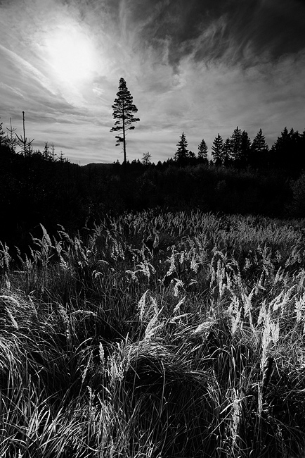 Fotografie Podzimní Vyžlovka - Lesní mýtina blízko obce Vyžlovka ve Středočeském kraji.