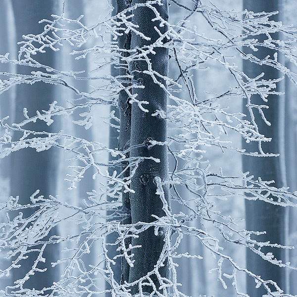  Fotografie Zimní stromy - Námraza na stromech na vrchu Studenec u České Kamenice. Foceno na Nový rok v Lužických horách.