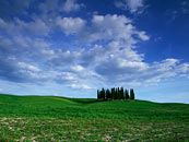 fotografie Jarní cypřiše, Toskánsko